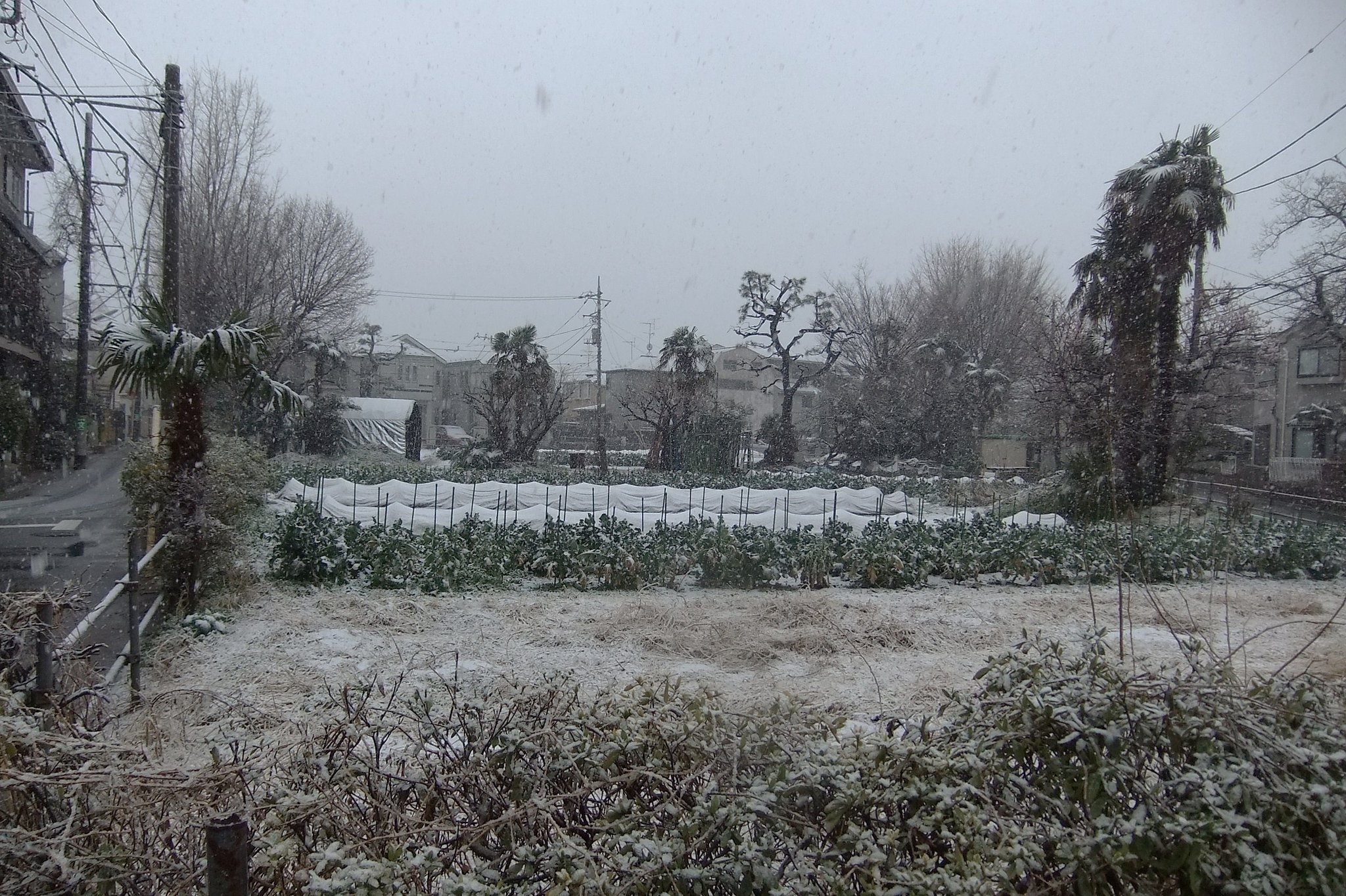春の淡雪・・・