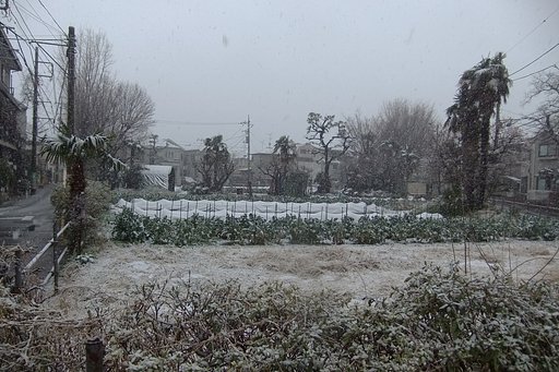春の淡雪・・・