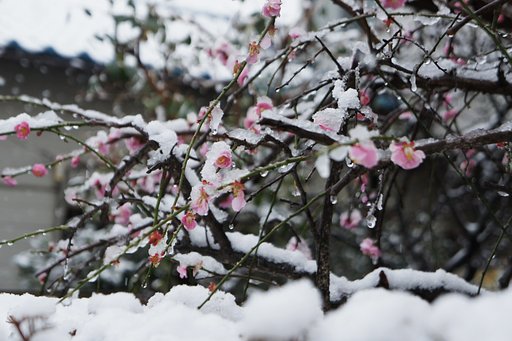梅に淡雪・・・