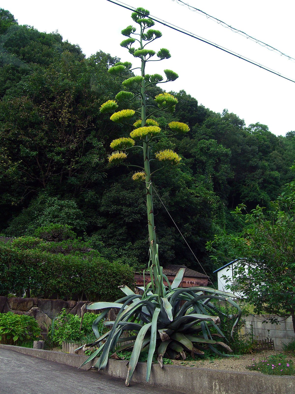百年に一度の花