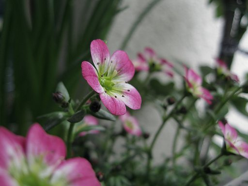 雲間草