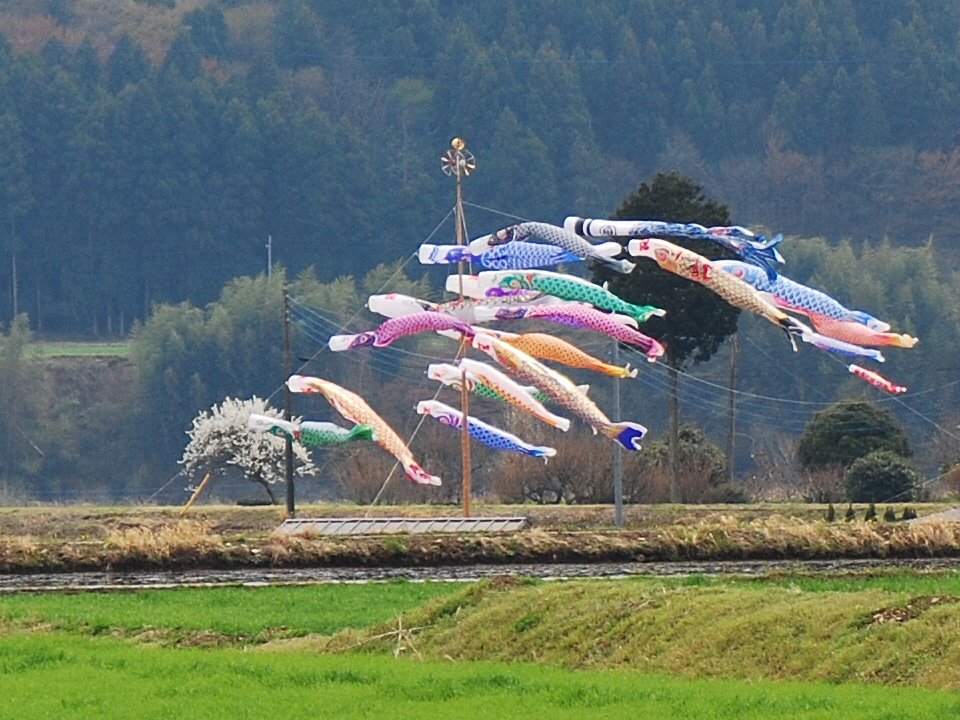 風に泳ぐ