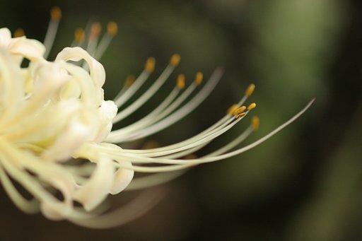 ホワイト彼岸花