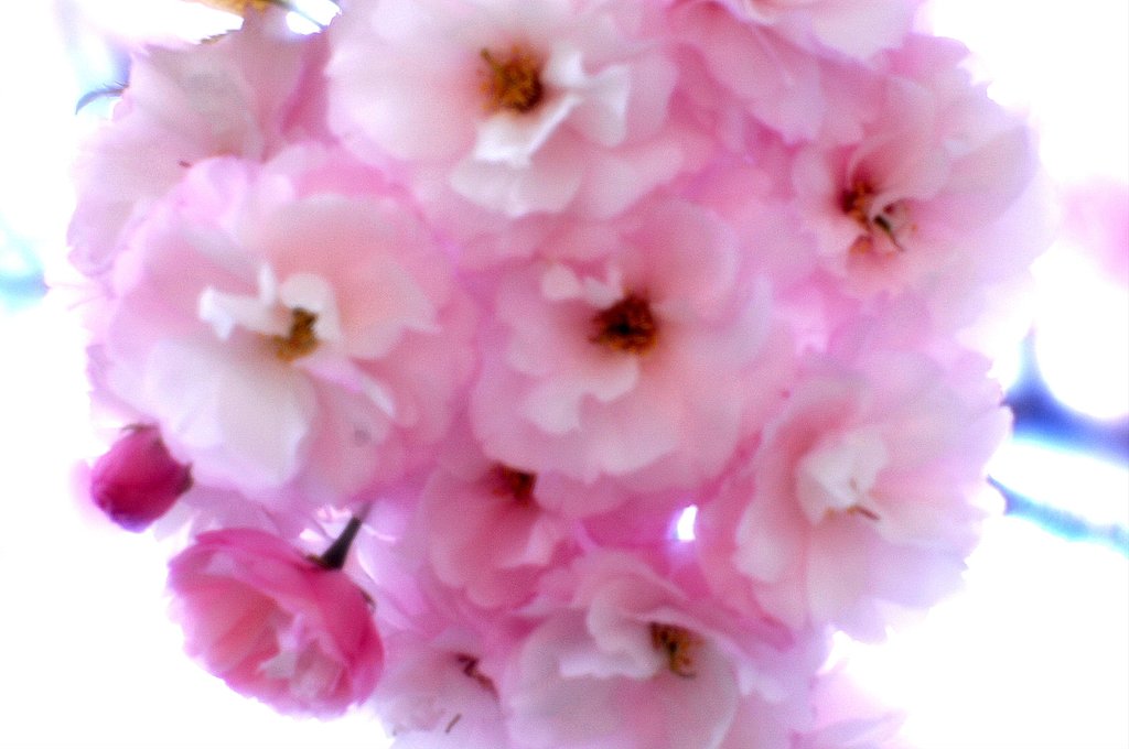 【この色　好き！】春の花＃17