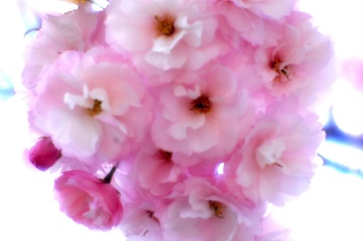 【この色　好き！】春の花＃17