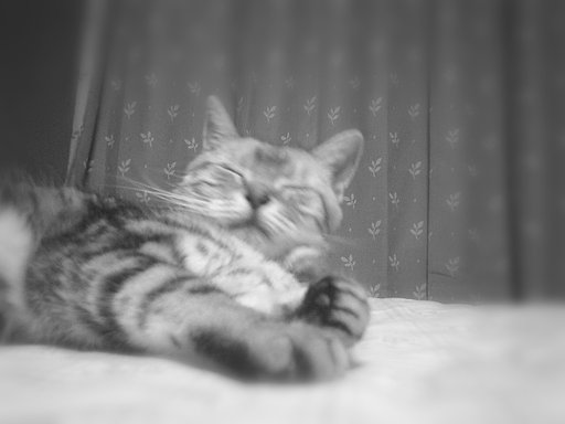 猫の【肌】は見えなかった。