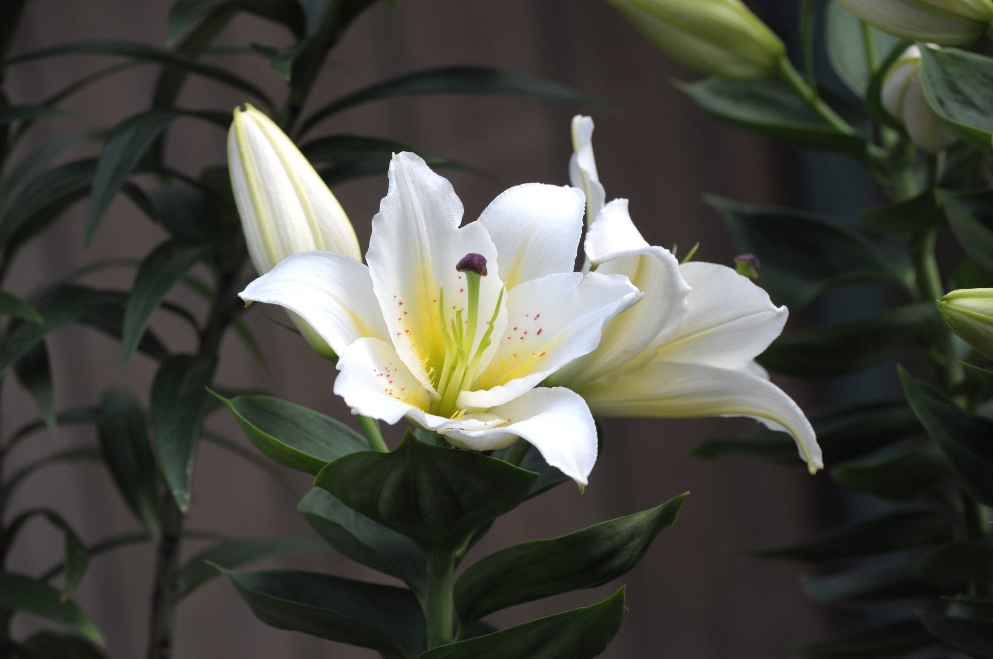 百合