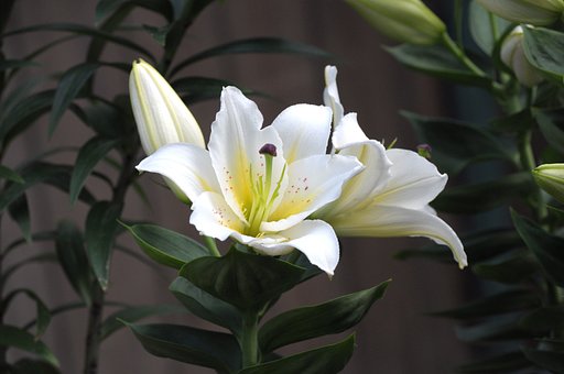 百合