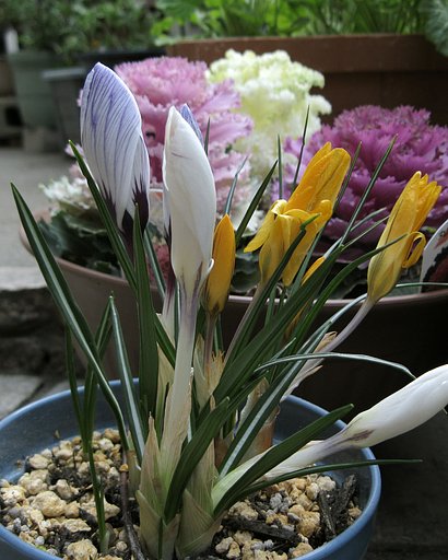 春の庭花