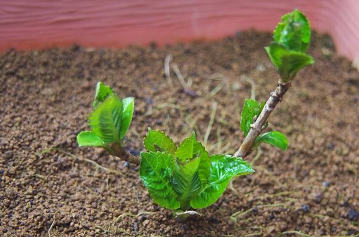 春の息吹、紫陽花新芽