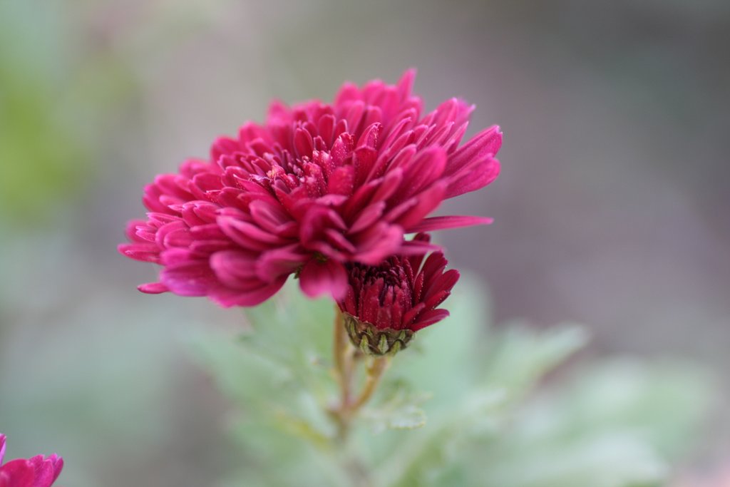 菊３