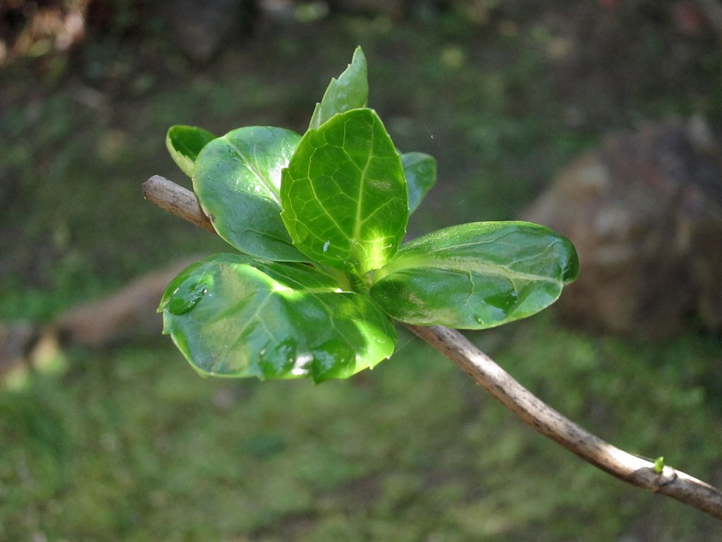 芽吹き