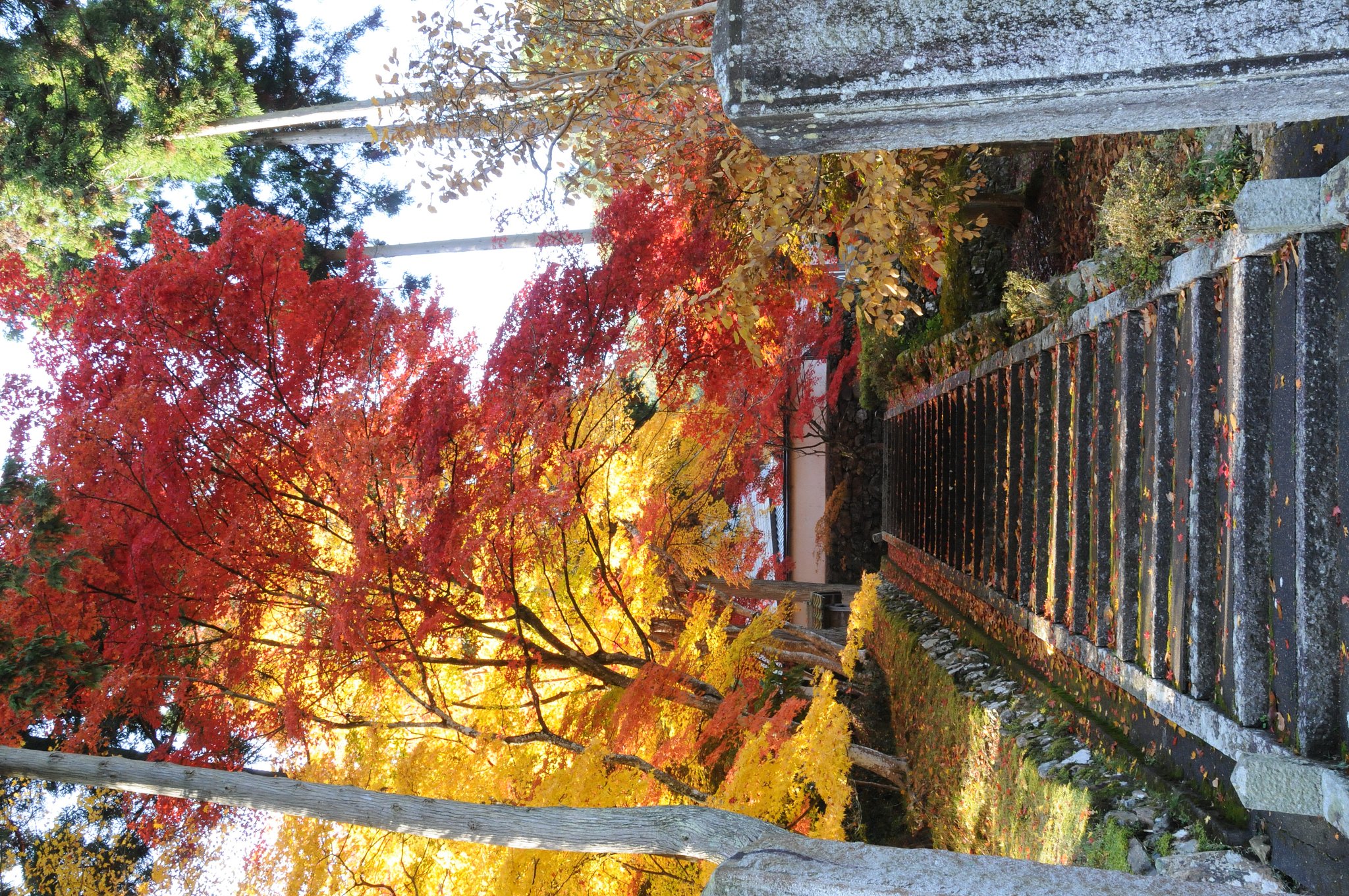 紅葉真盛り