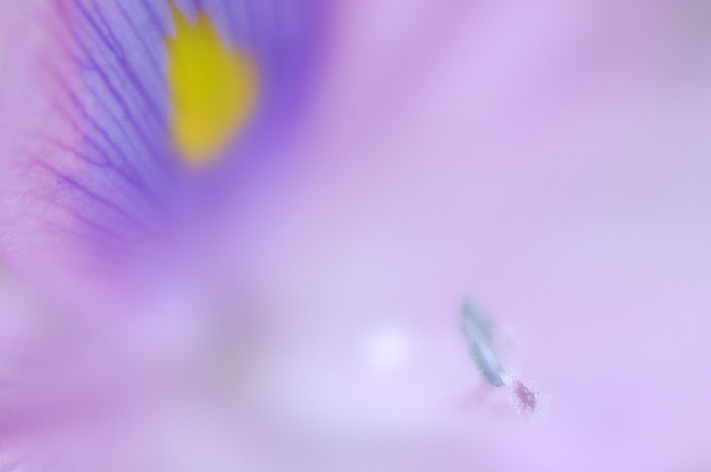 この花の名は？