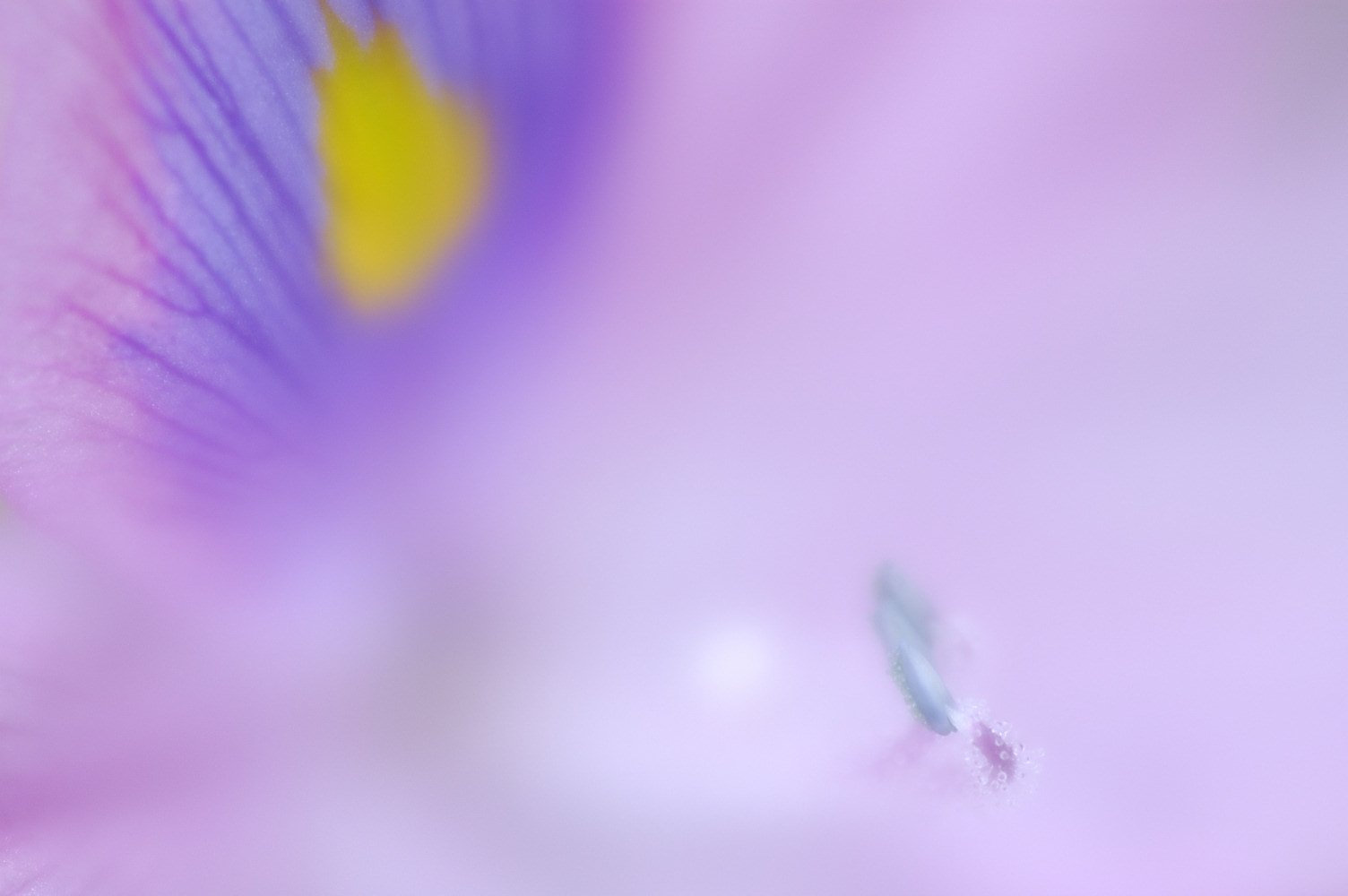 この花の名は？