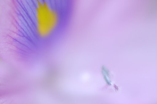 この花の名は？