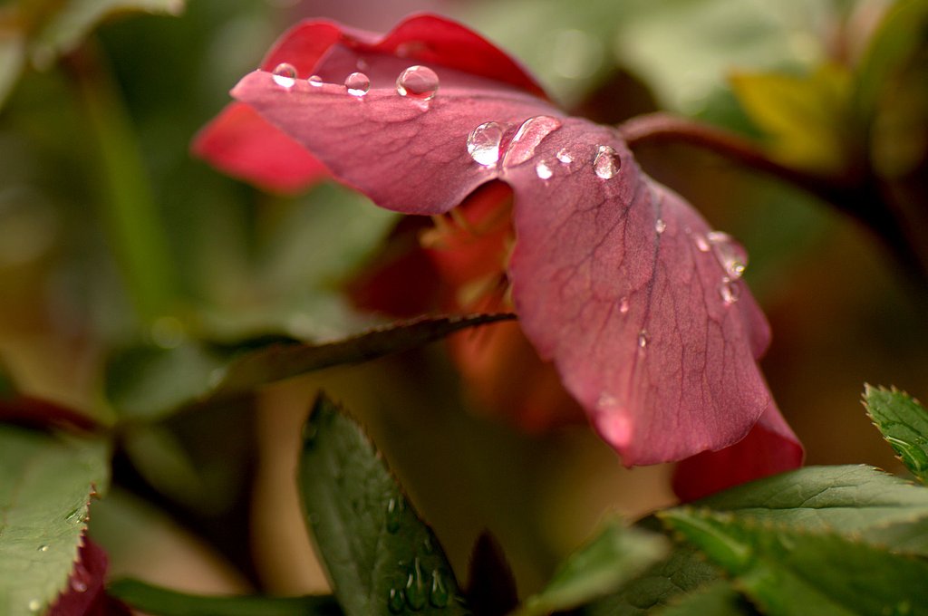 雨飾り