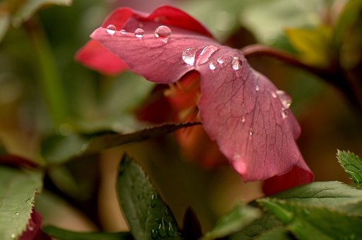 雨飾り
