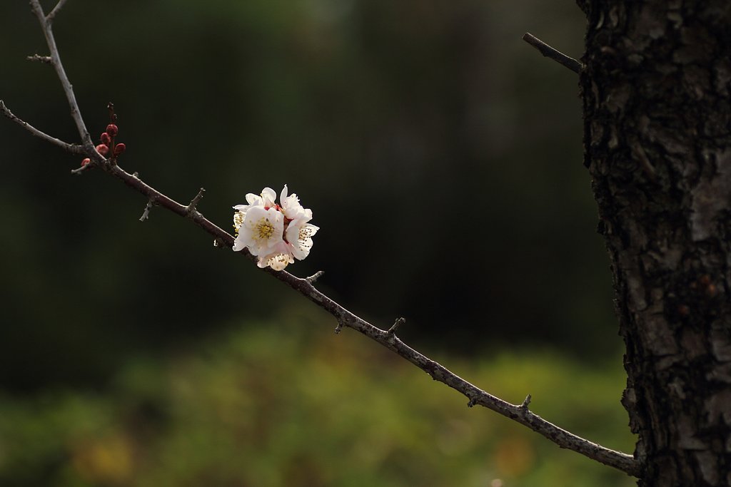 梅花