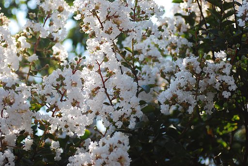 炎天下の白いサルスベリ