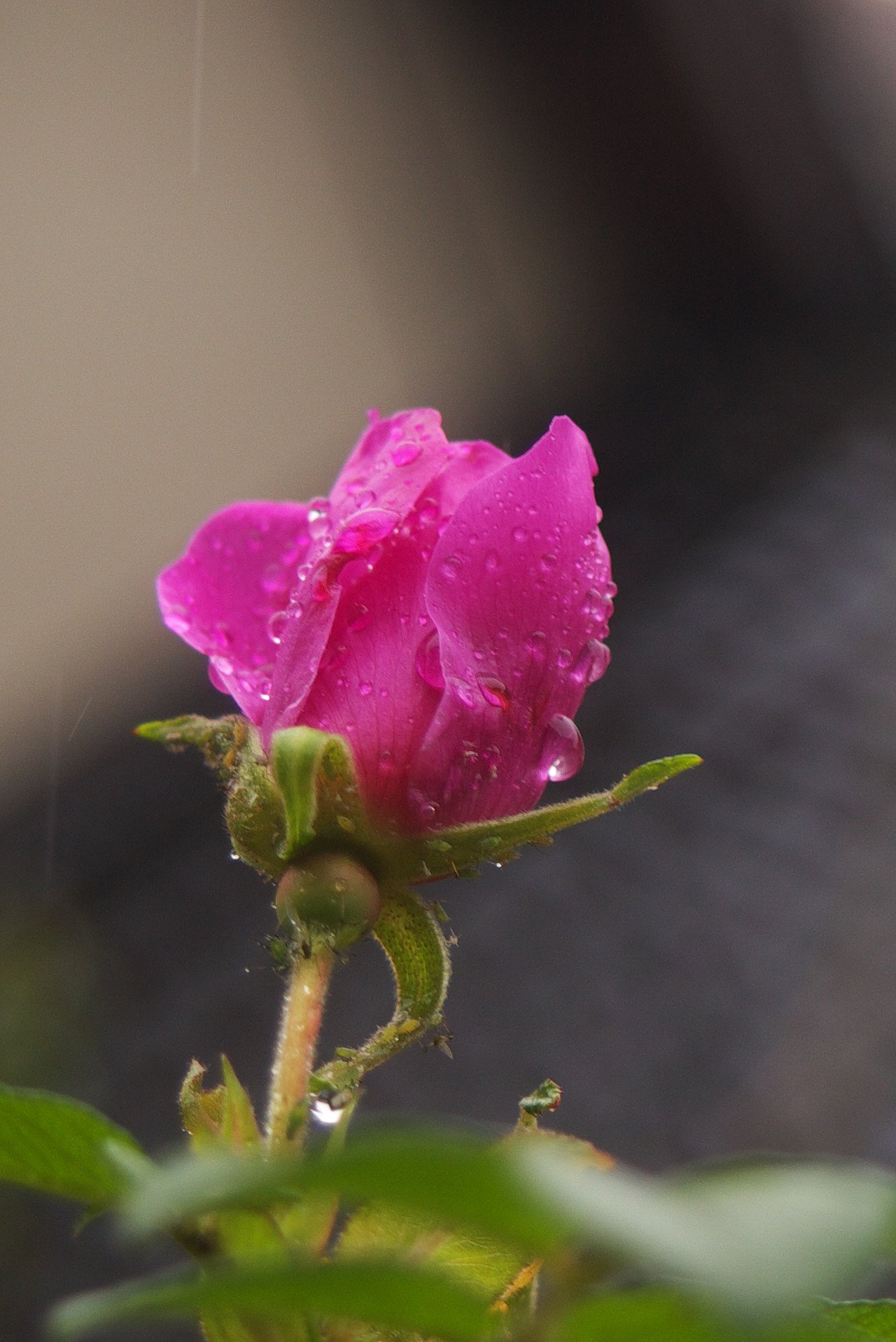 雨の日のハマナス