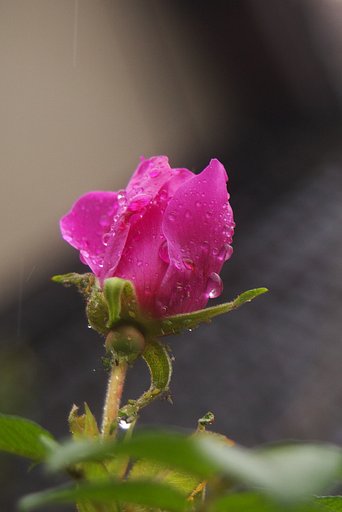 雨の日のハマナス