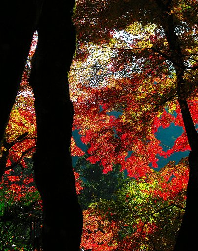 こんな紅葉どう？