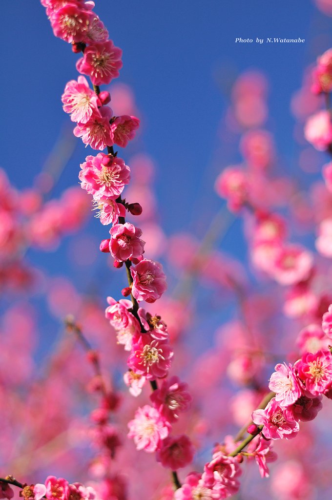 今年の月ヶ瀬梅林