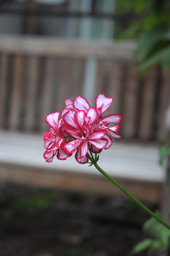 交じり花