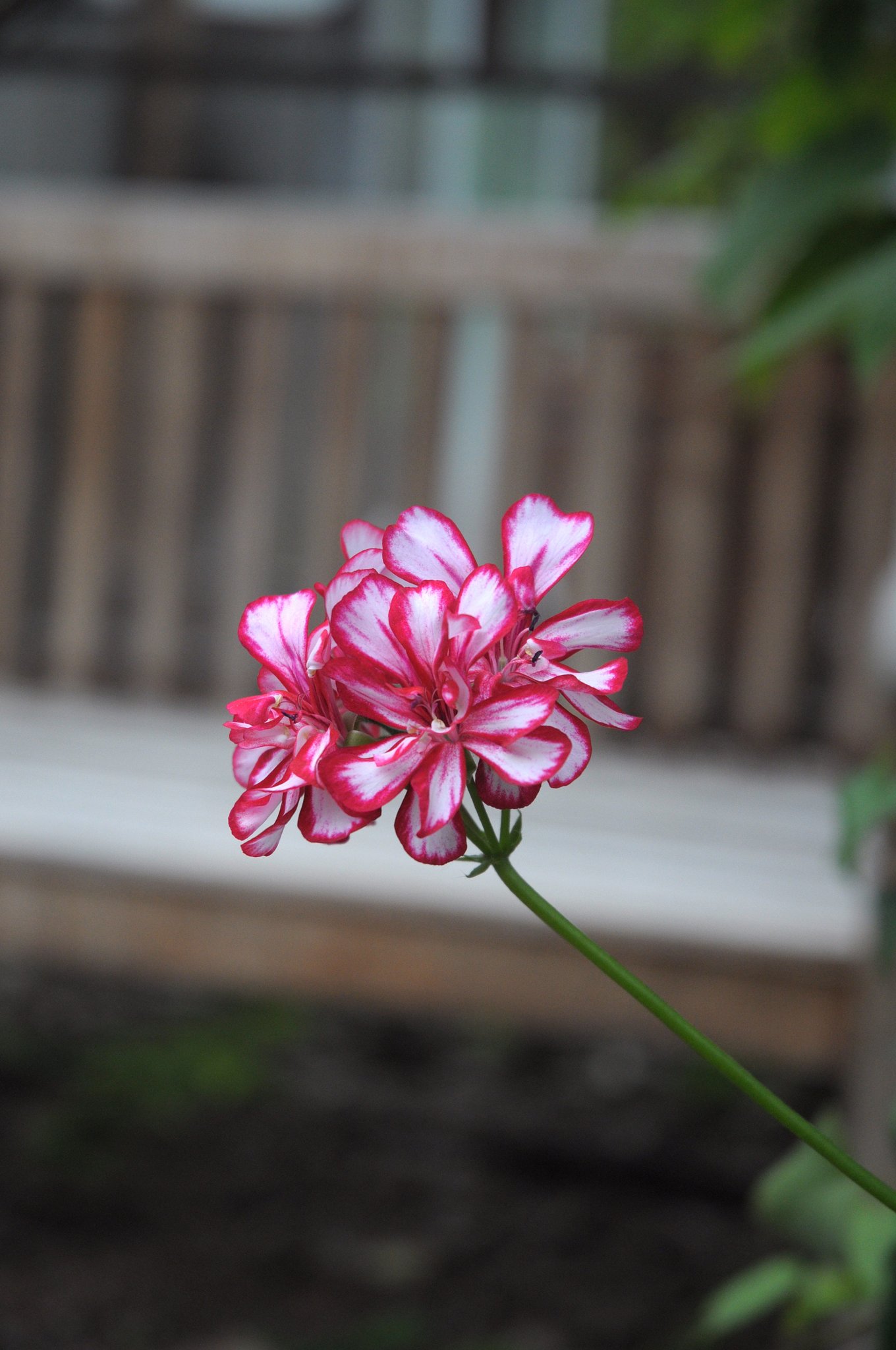 交じり花