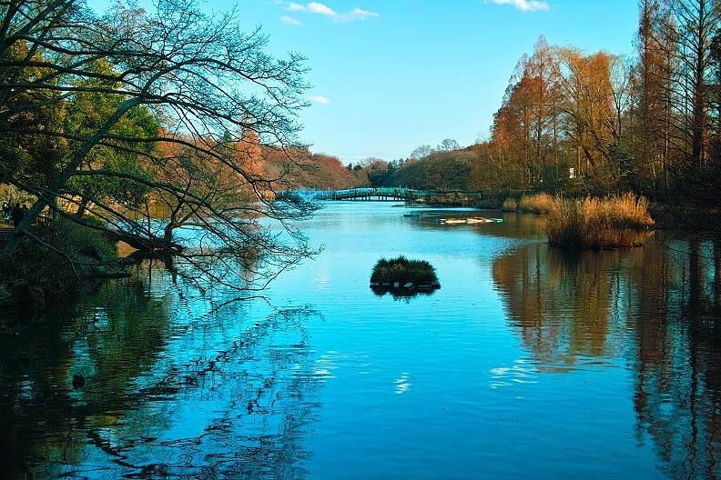 冬の井の頭公園