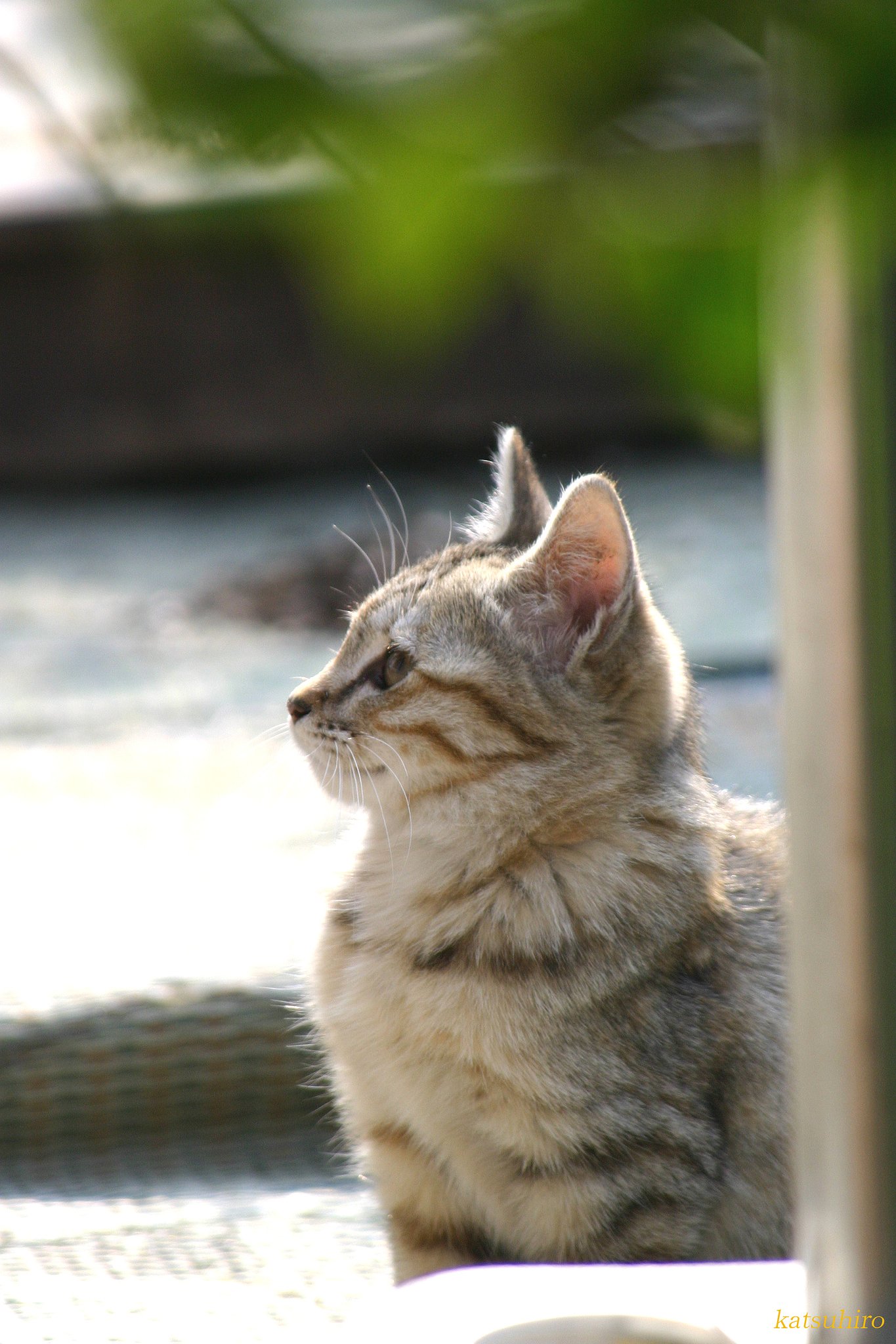 虎だ！お前は虎になるのだ！！