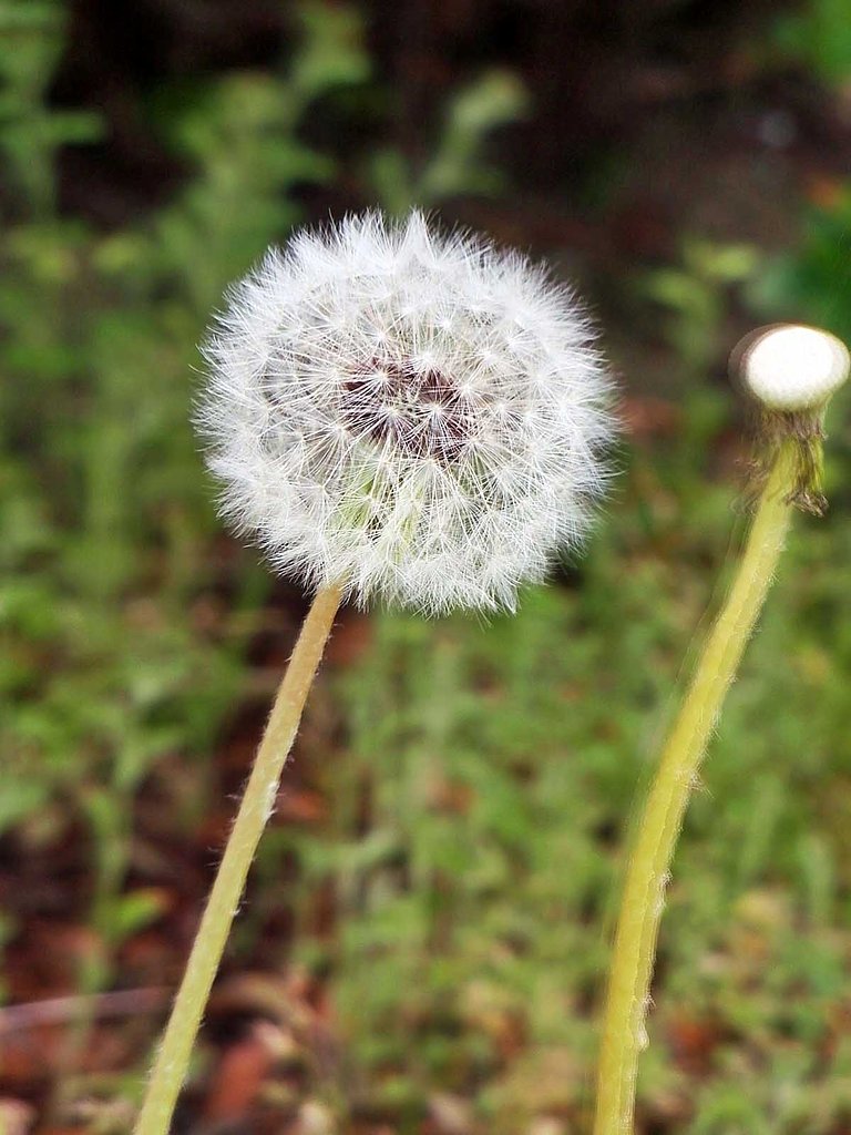 春風に