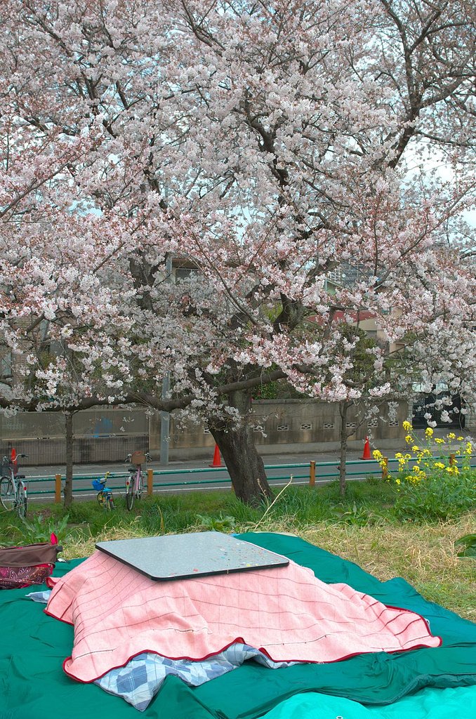お花見・・・