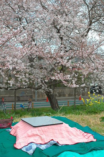 お花見・・・