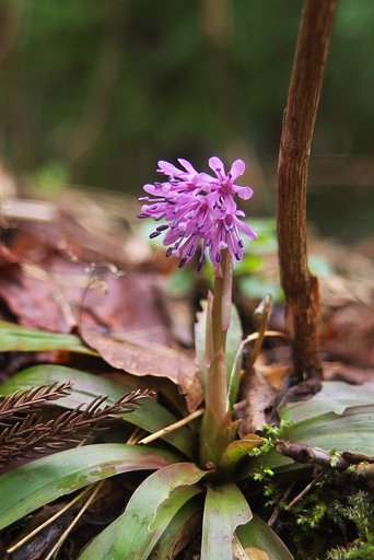 少し湿地の斜面に・・