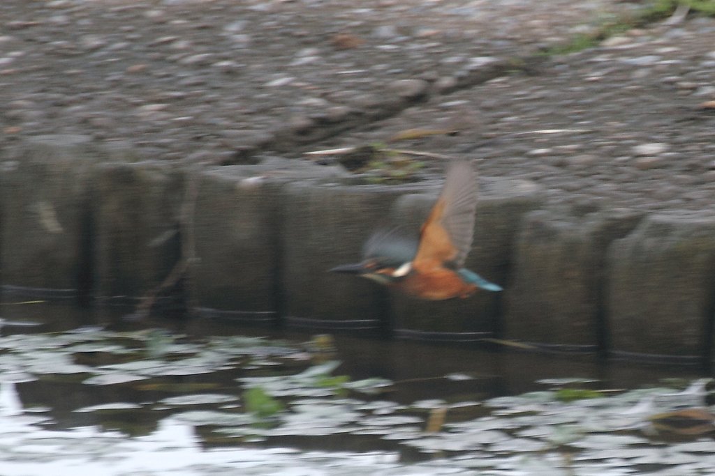カワセミ