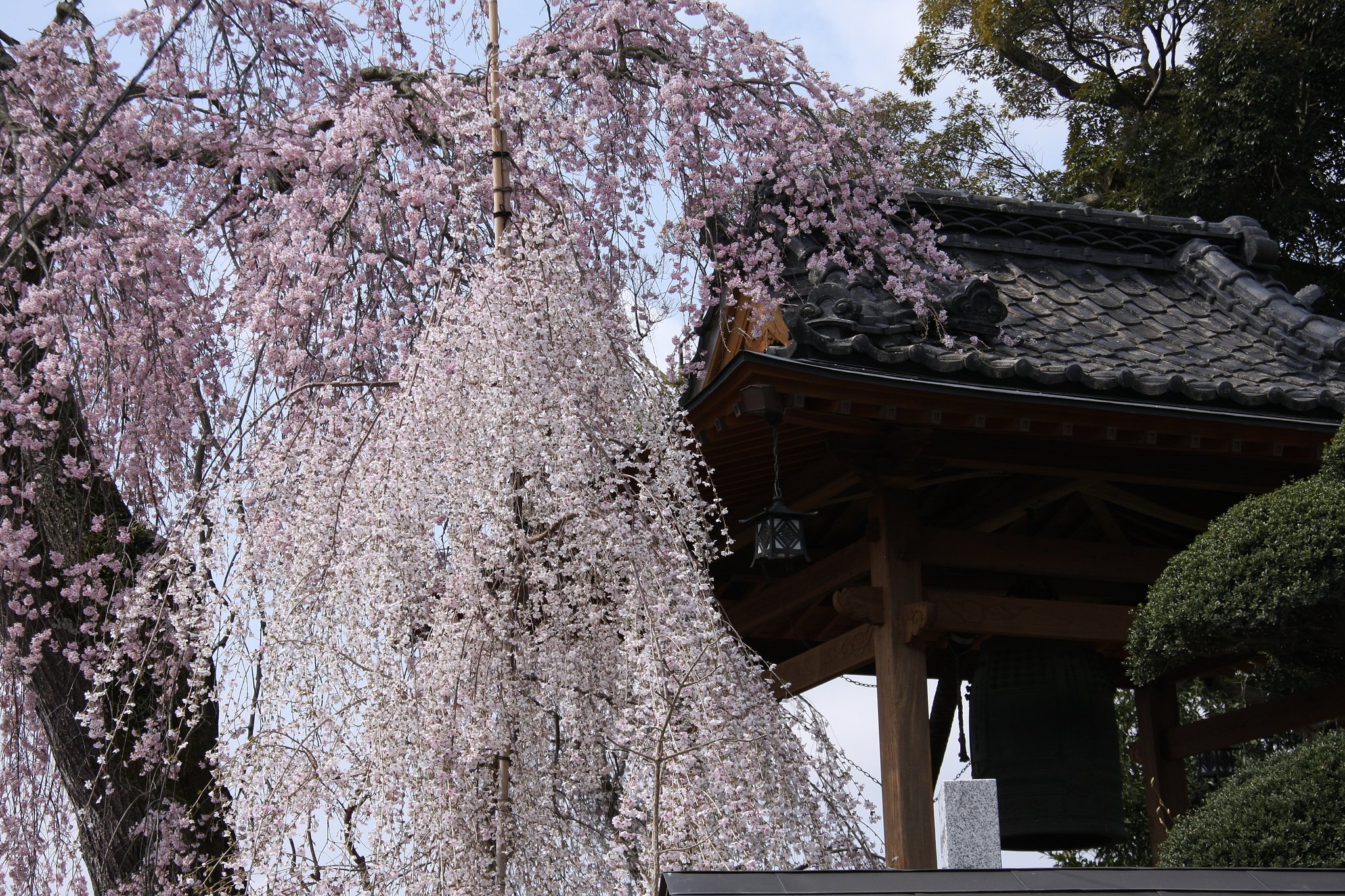 花と鐘楼