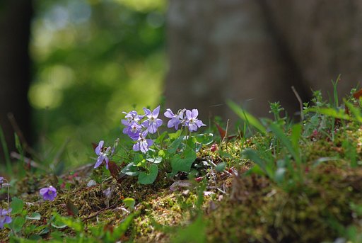 何やらゆかしすみれ草