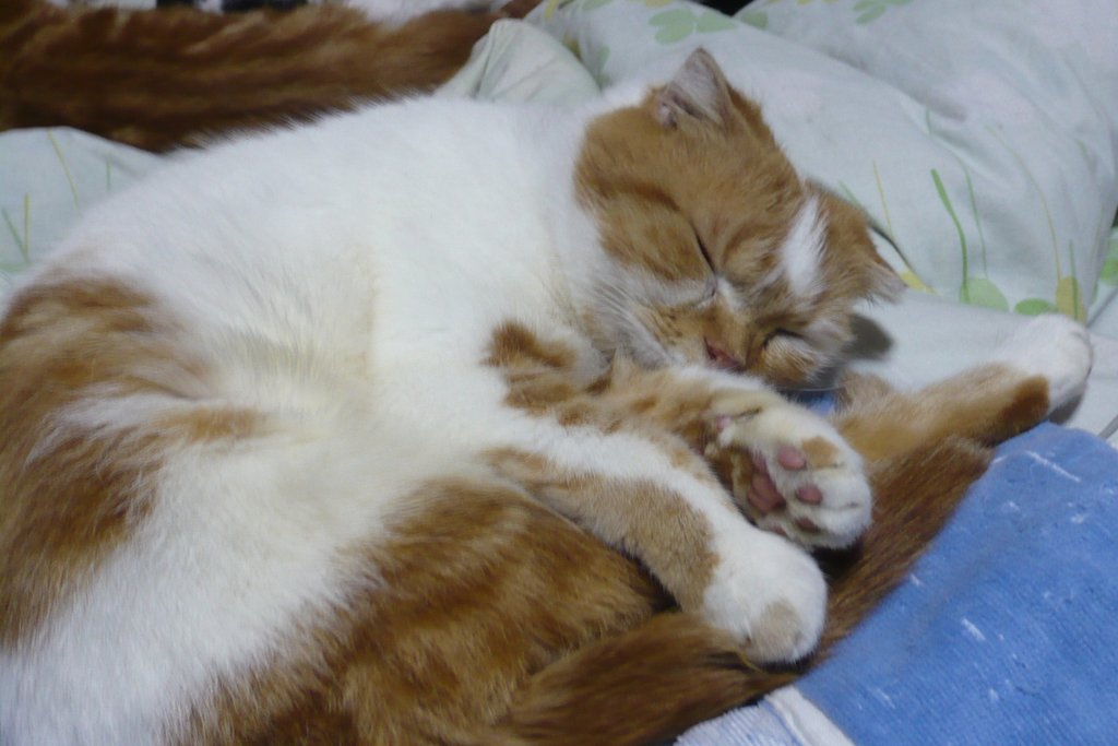 猫は・・・で丸くなる