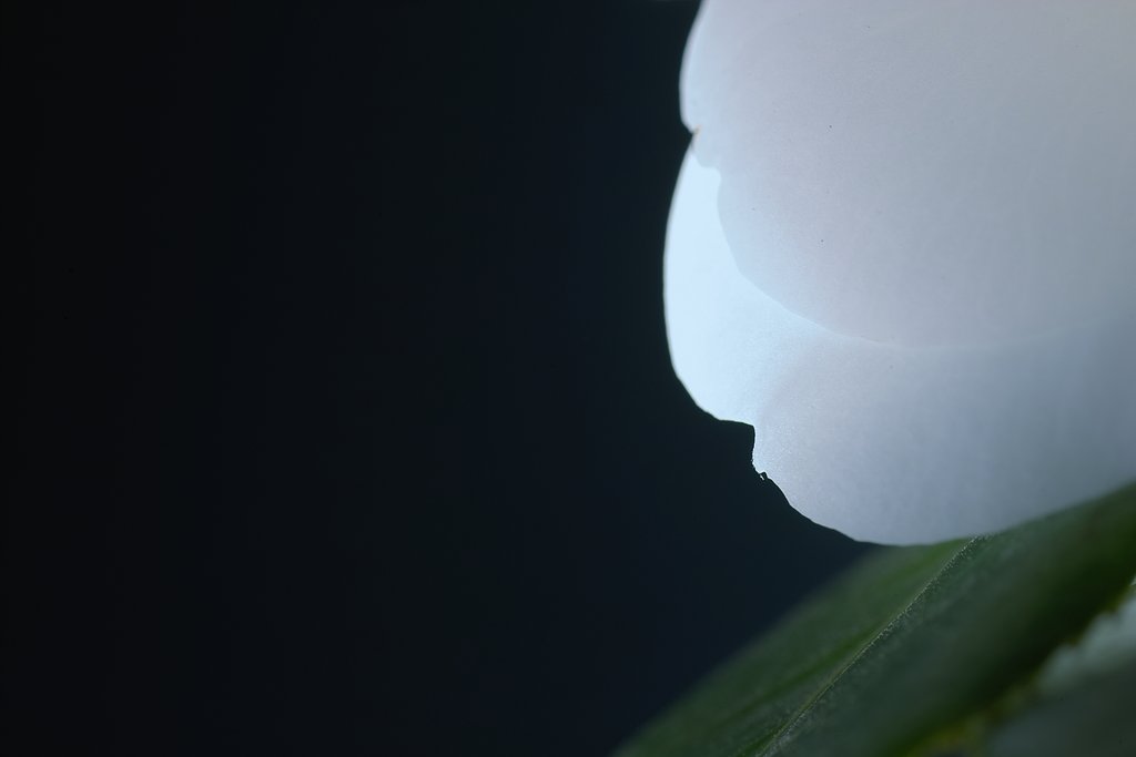 白い花びら