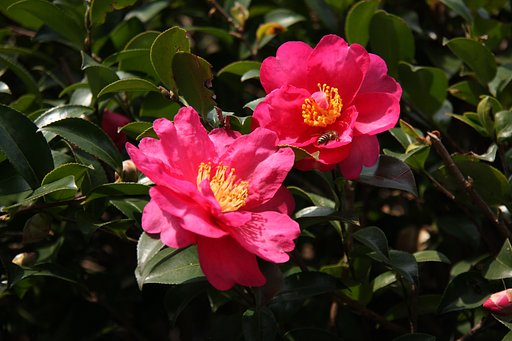 庭のサザンカが咲き始めました