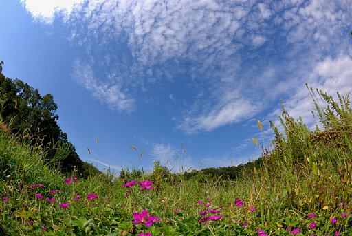 ゲンノショウコ