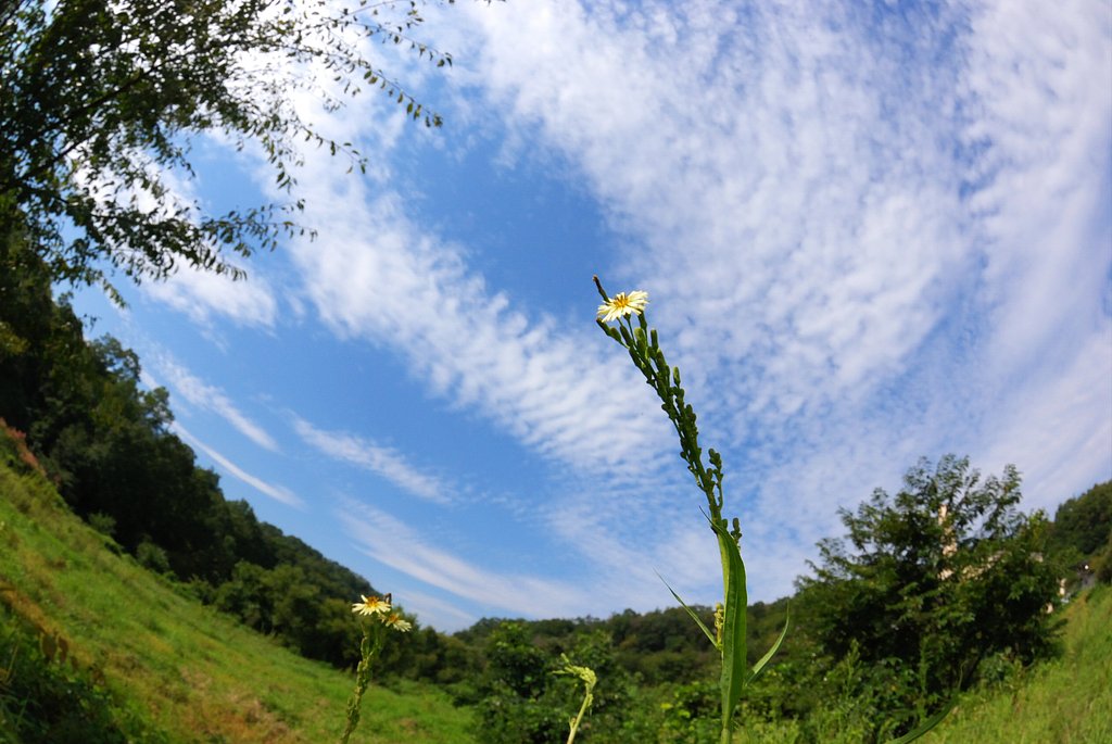黄色いお花