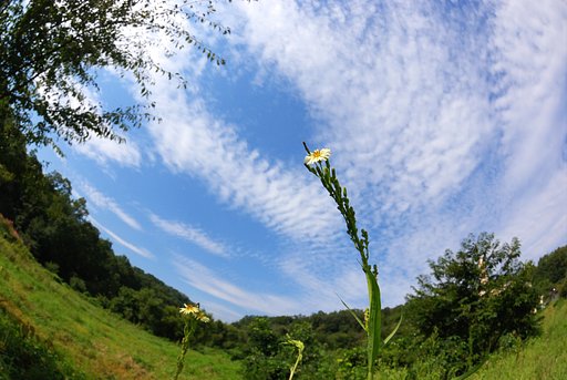 黄色いお花
