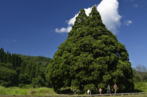 小杉の大杉