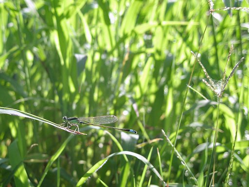 ちっちゃくて【長】〜いトンボ