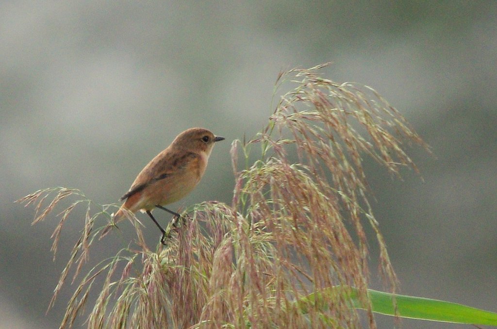 ノビタキ♀