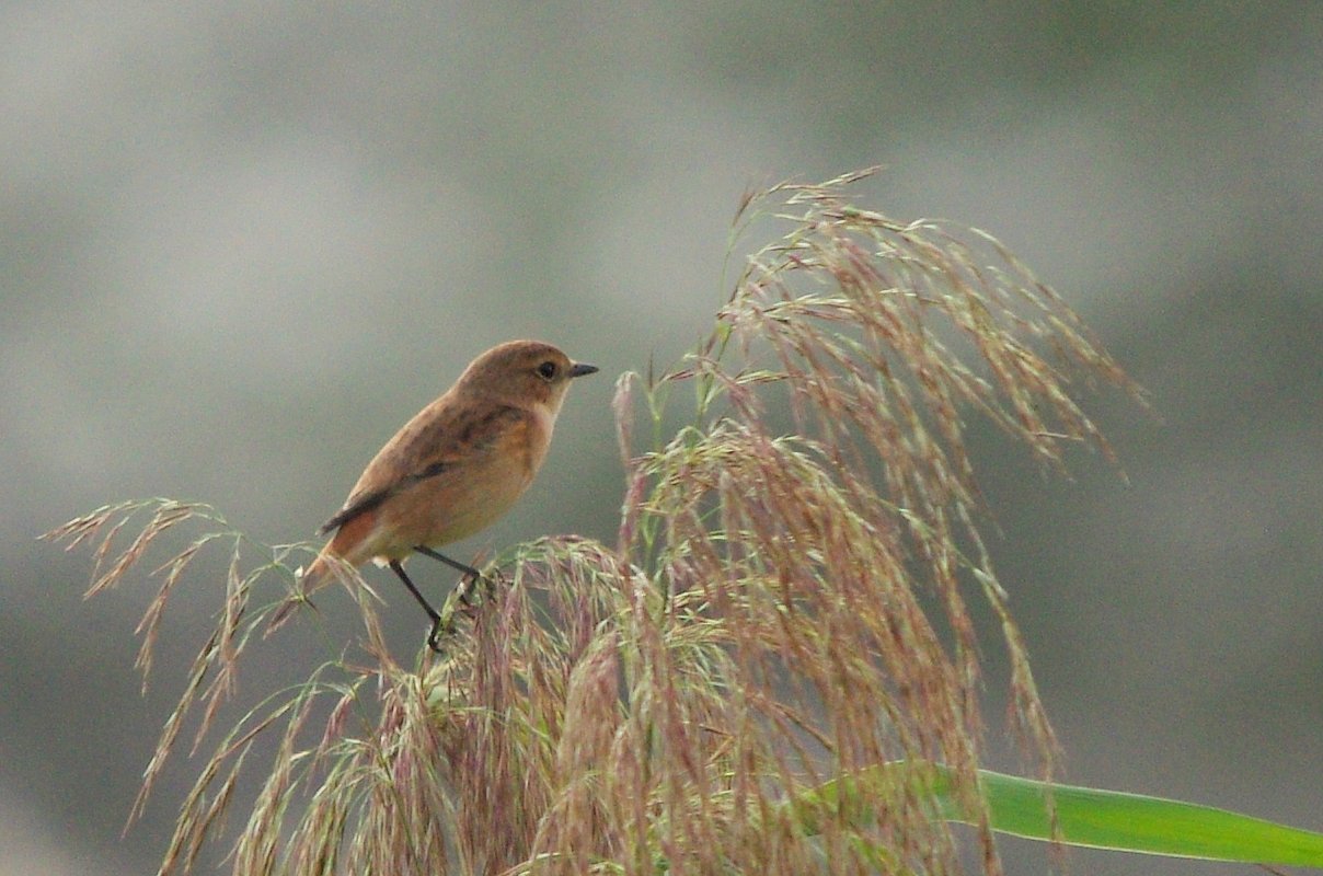 ノビタキ♀