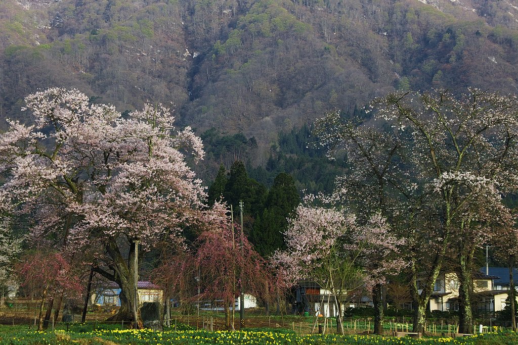 十二の桜１